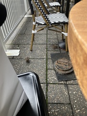 Passer domesticus