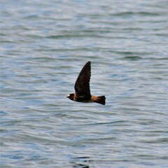 Petrochelidon pyrrhonota pyrrhonota