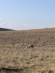 Ceratotherium simum