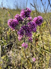 Amphithalea ericifolia