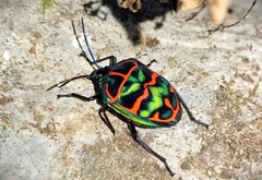 Poecilocoris sanszesignatus