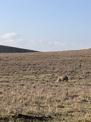 Ceratotherium simum