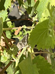 Anacridium aegyptium