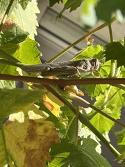 Anacridium aegyptium