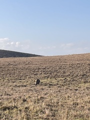 Ceratotherium simum