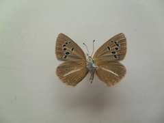 Polyommatus damocles