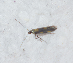 Euspilapteryx auroguttella