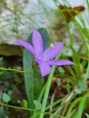 Campanula arvatica