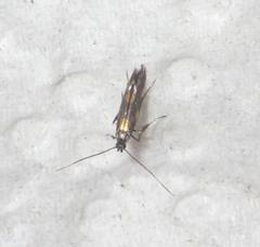 Euspilapteryx auroguttella