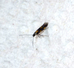 Euspilapteryx auroguttella