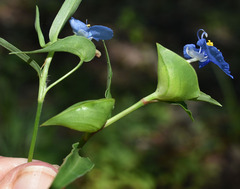 Commelina ensifolia