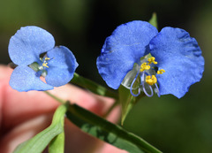 Commelina ensifolia
