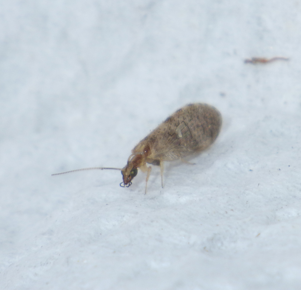 Sympherobius pygmaeus