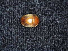 Cychramus luteus