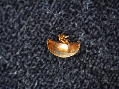 Cychramus luteus