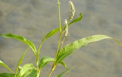 Persicaria lapathifolia