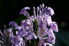 Pseuderanthemum crenulatum