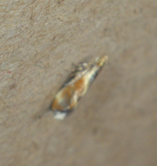Metalampra