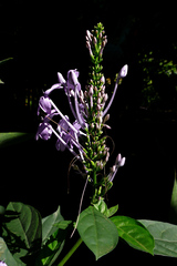 Pseuderanthemum crenulatum