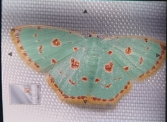 Comostolopsis stillata