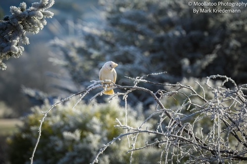 Little Corella (Cacatua sanguinea), photo 8
