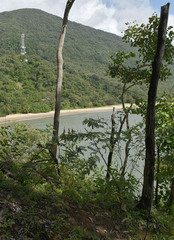 Indigofera pratensis