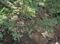 Indigofera pratensis