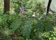 Indigofera pratensis