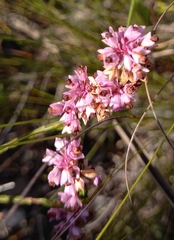 Erica rosacea
