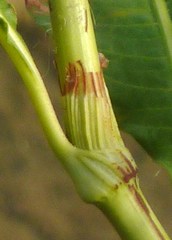 Persicaria lapathifolia