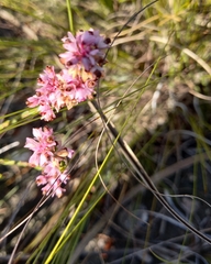 Erica rosacea