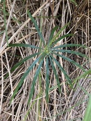 Arisaema consanguineum