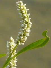 Persicaria lapathifolia