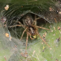 Allagelena gracilens