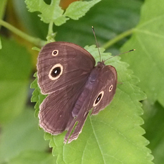 Mycalesis gotama fulginia