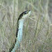 Puget Sound Garter Snake - Photo (c) mac-e, some rights reserved (CC BY-NC), uploaded by mac-e
