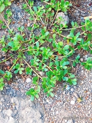 Portulaca oleracea