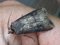 Agrotis ipsilon