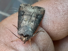 Agrotis ipsilon