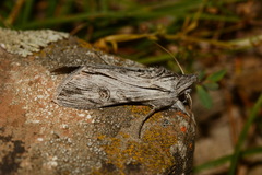 Cucullia aksuana