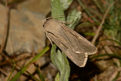 Dichagyris candelisequa