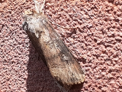 Agrotis ipsilon