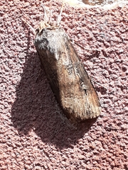 Agrotis ipsilon