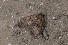 Clemathada calberlai