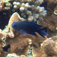 Chrysiptera notialis