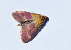 Pyrausta tithonialis