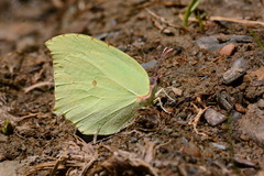 Gonepteryx farinosa