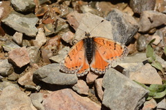 Melitaea lunulata