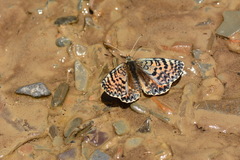 Melitaea ninae