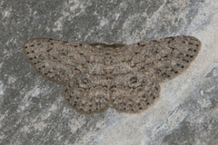 Geometridae
